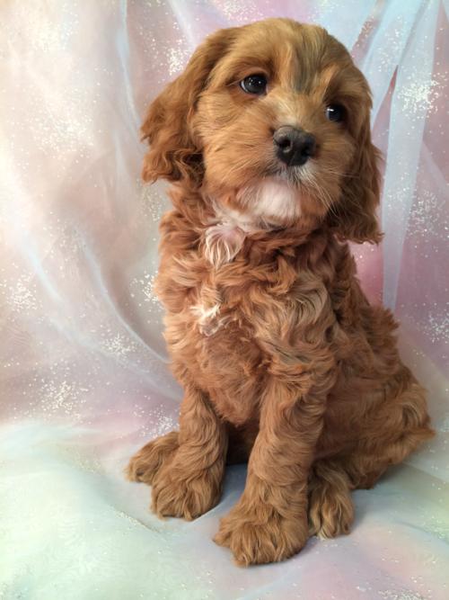 Cockapoo for sale- Female DOB 2-20-16 $875